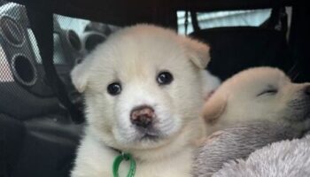 Adorable puppies that look like polar bears found dumped in carrier bag