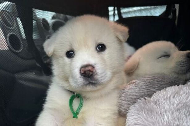 Adorable puppies that look like polar bears found dumped in carrier bag