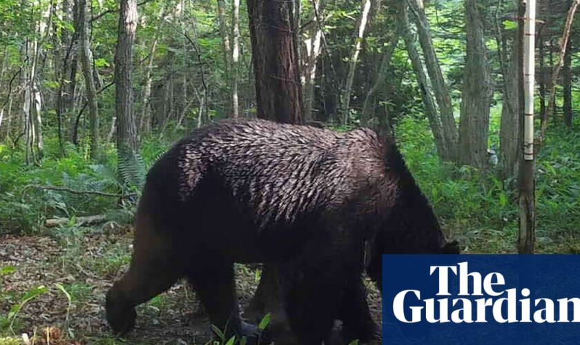 Bear snared after three day supermarket standoff with Japan police