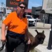 Bizarre shouting match breaks out between blokes over one walking his alpaca down street