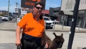 Bizarre shouting match breaks out between blokes over one walking his alpaca down street