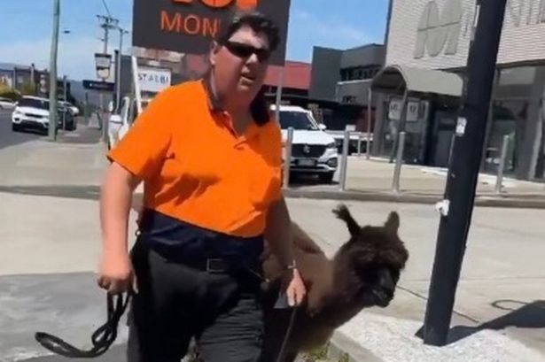 Bizarre shouting match breaks out between blokes over one walking his alpaca down street