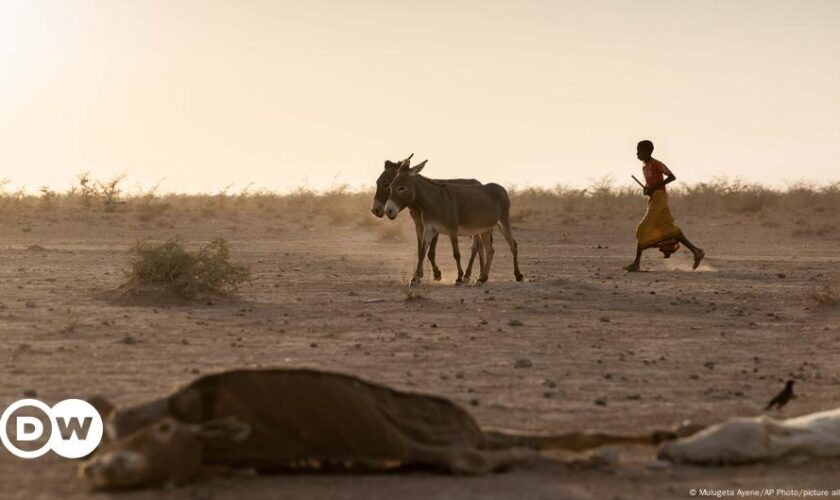 COP16 - Wie kann die Desertifikation aufgehalten werden?