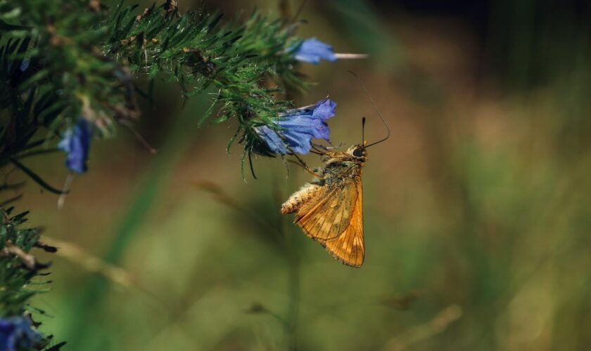 Certains insectes écoutent le bruit des plantes pour savoir où pondre leurs œufs