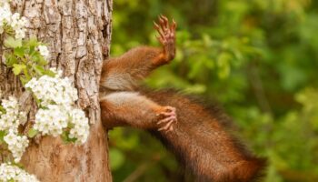 Comedy Wildlife Awards: Ganz schön schräg! Die lustigsten Tierfotos des Jahres