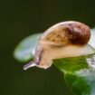 De minuscules escargots en voie d'extinction réintroduits sur une île déserte portugaise