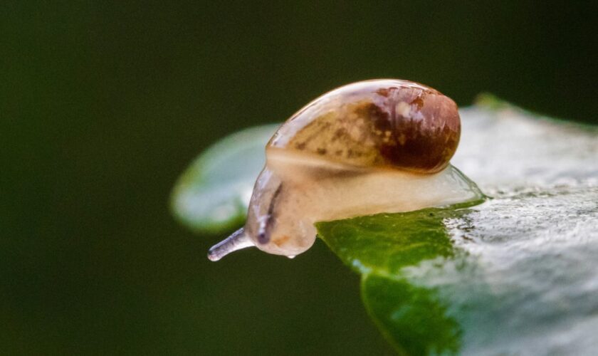 De minuscules escargots en voie d'extinction réintroduits sur une île déserte portugaise