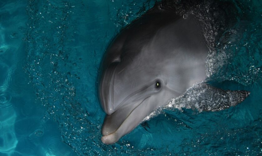 Des dauphins sauvages testés positifs au fentanyl dans le Golfe du Mexique