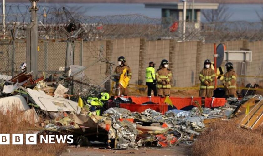 Did bird strike contribute to South Korea plane crash? What we know so far