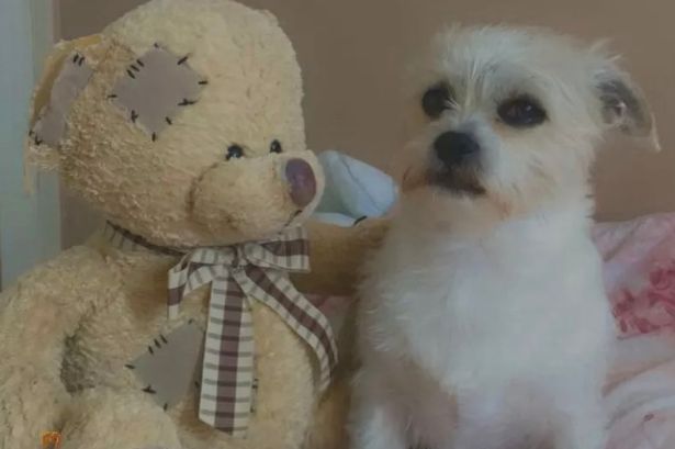 Dogs attack mum and savage her bichon frise to death in front of daughter at playground