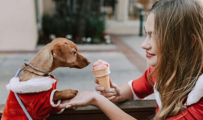 Donner l'un de ces aliments à votre animal lors des fêtes de fin d'année peut le mettre en danger