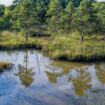 En Champagne, aller couper son sapin de Noël en forêt c’est bon pour… la biodiversité