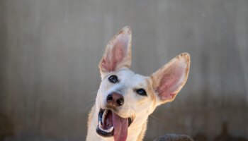 Esperanzadora «última llamada» para el 25º Desfile de perros en busca de un hogar de A.U.P.A. y Fundación Bioparc