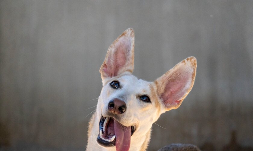 Esperanzadora «última llamada» para el 25º Desfile de perros en busca de un hogar de A.U.P.A. y Fundación Bioparc