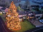 From tiny tree to tourist attraction: OAP couple celebrating the Christmas fir they planted 46 years ago raising £25,000 for charity - and towering over their home at 50ft