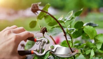 Gardeners urged to do four crucial jobs before Christmas or face problems