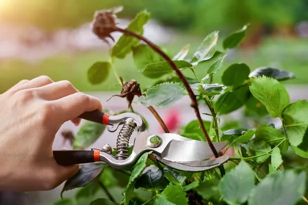 Gardeners urged to do four crucial jobs before Christmas or face problems