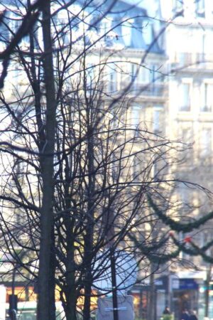 « Gestion chaotique » ou « transparence » exemplaire : la Ville de Paris prend-elle suffisamment soin de ses arbres ?