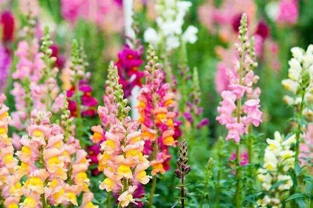 Gorgeous plants to sow in December that will bring 'early displays of colour'