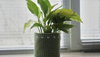 How to water 'sensitive' peace lilies correctly in winter to avoid root rot