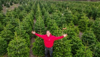 'I run UK's biggest Christmas tree farm – here's what makes the perfect decoration'