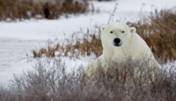 Kanada: Mann attackiert Eisbär um seine Ehefrau zu retten