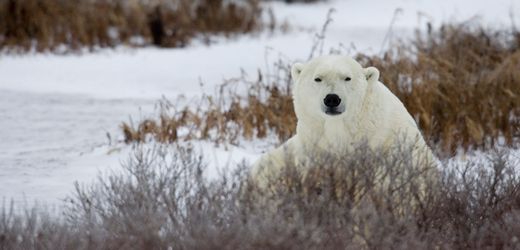 Kanada: Mann attackiert Eisbär um seine Ehefrau zu retten