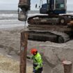 Die Holzpfähle - sogenannte Buhnen - sind drei bis acht Meter lang. Foto: Bernd Wüstneck/dpa