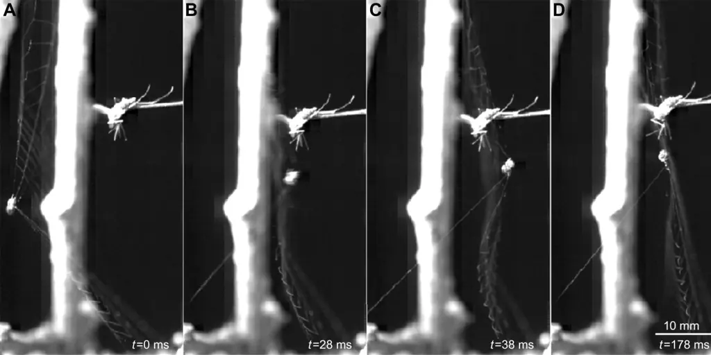 Las curiosas arañas tirachinas que disparan sus telas en cuanto oyen el paso de sus presas
