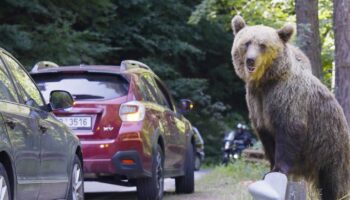 Leichtsinnige Touristen: "Bettelbären" in Rumänien – Touristen riskieren ihr Leben für Fotos