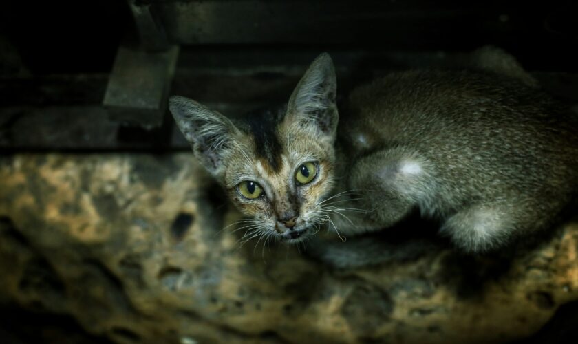 Les animaux de compagnie sont de plus en plus exposés à la cocaïne