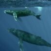 Les baleines pourraient vivre bien plus longtemps que ce qu'on pensait jusqu'ici