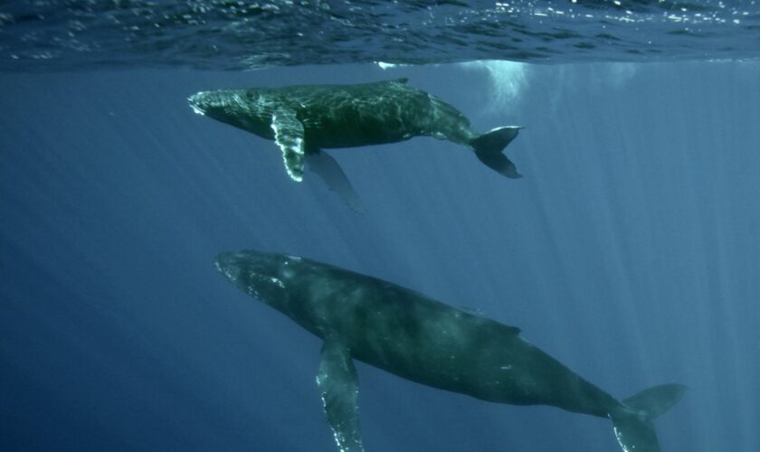 Les baleines pourraient vivre bien plus longtemps que ce qu'on pensait jusqu'ici