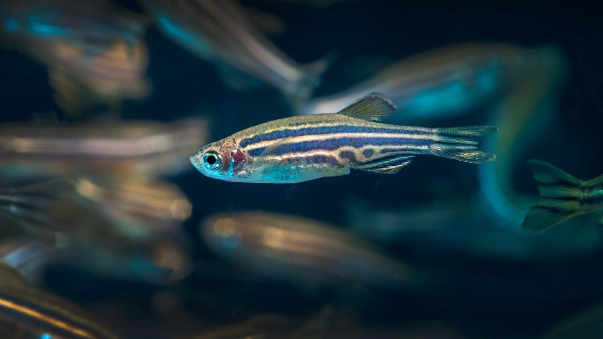 Les poissons peuvent choisir leur propre date de naissance, et nous savons enfin comment