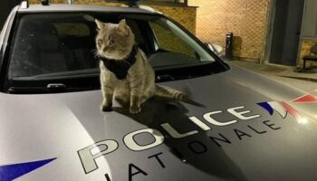 Mais où est passé Marin, le chat policier star d’Instagram adopté par un commissariat de Seine-et-Marne ?