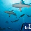 Man dies after shark bite while fishing with family off Queensland coast