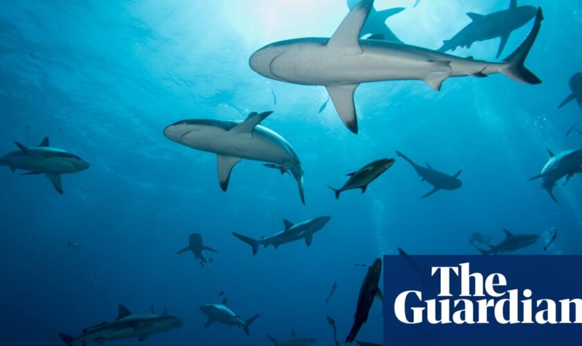 Man dies after shark bite while fishing with family off Queensland coast