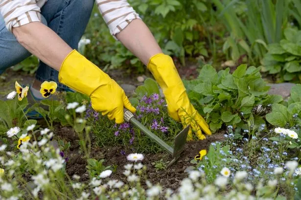 Mrs Hinch fans reveal three kitchen ingredients to kill garden weeds for good