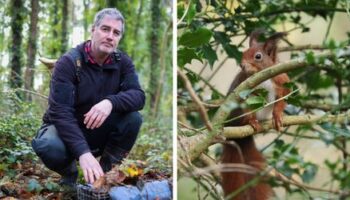 Naturschutz in Wales: Unterwegs mit dem Retter der roten Eichhörnchen auf Anglesey