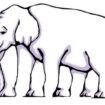 Nobody can work out where elephant's legs are in optical illusion for kids