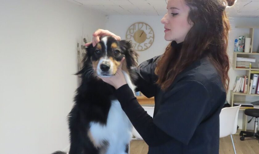 « On fait beaucoup de prévention » : dans le cabinet de Laura, une ostéopathe spécialisée dans les animaux