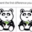 Only those with perfect observation skills can spot differences in panda pic