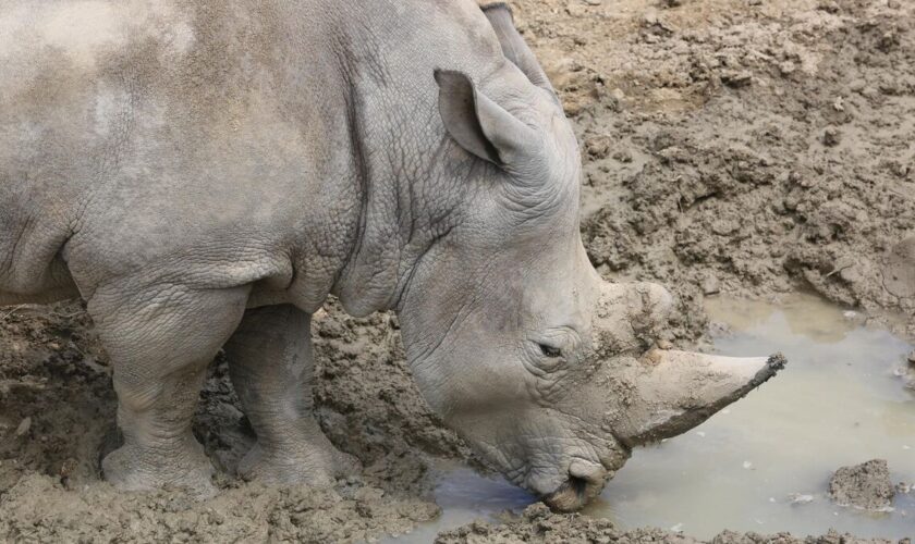 Quatre rhinocéros blancs meurent après avoir bu l’eau d’un lac pollué au Zimbabwe