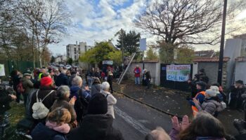 Saint-Maur-des-Fossés : après la polémique de l’« architecte fantôme », le grand chêne toujours menacé