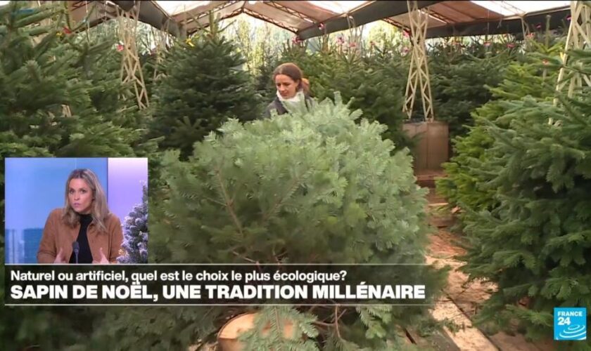 Sapin naturel vs sapin artificiel... Le match du bilan carbone