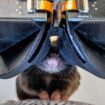 Scientists build tiny virtual reality goggles for mice