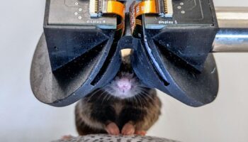 Scientists build tiny virtual reality goggles for mice