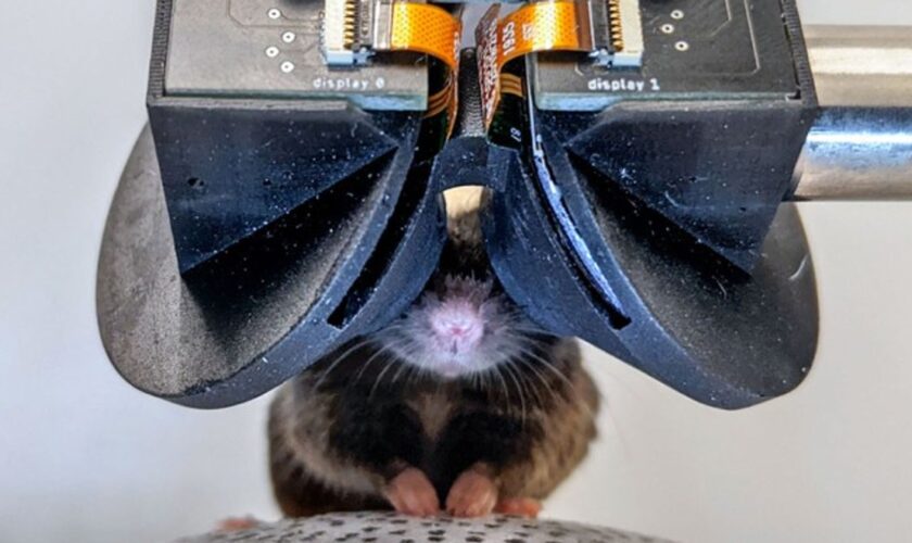 Scientists build tiny virtual reality goggles for mice