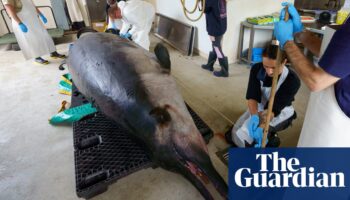 Scientists dissect ‘world’s rarest whale’ for clues on little-known species