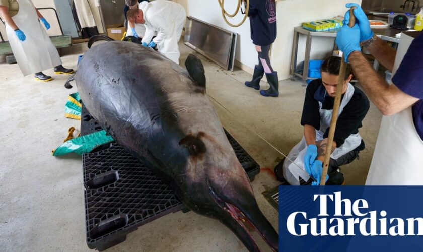 Scientists dissect ‘world’s rarest whale’ for clues on little-known species